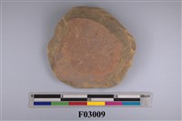 藏品(圓碟海膽)的圖片